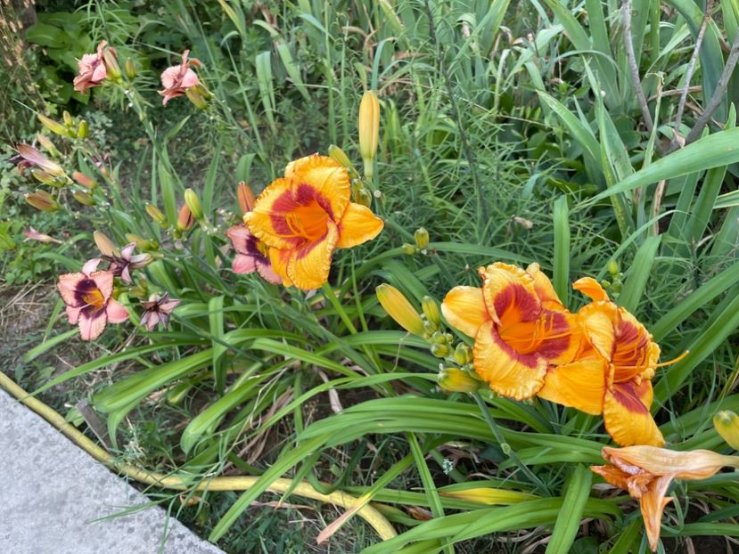  - 0009 Hemerocalisi 2023 - 2024 -2025