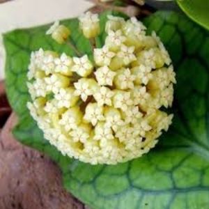 foto net - Hoya vitellnoides