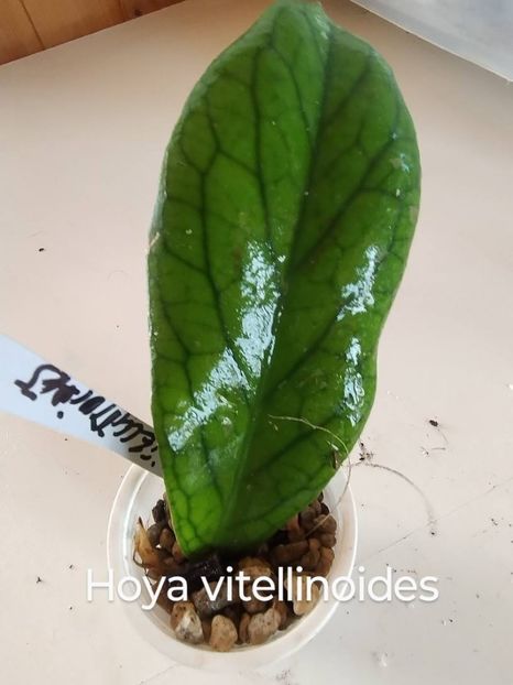 8 iulie 2025 - Hoya vitellnoides