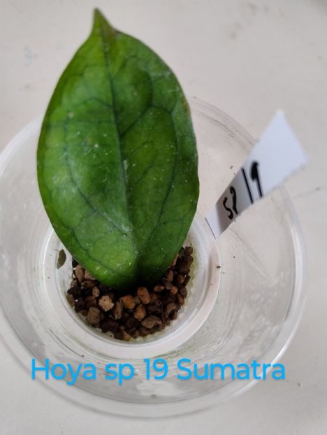 8 iulie 2025 - Hoya sp 19 Sumatra