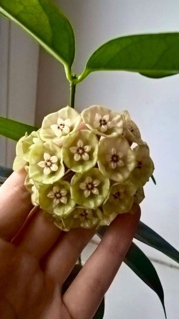 Hoya sp 19 Sumatra - Hoya sp 19 Sumatra