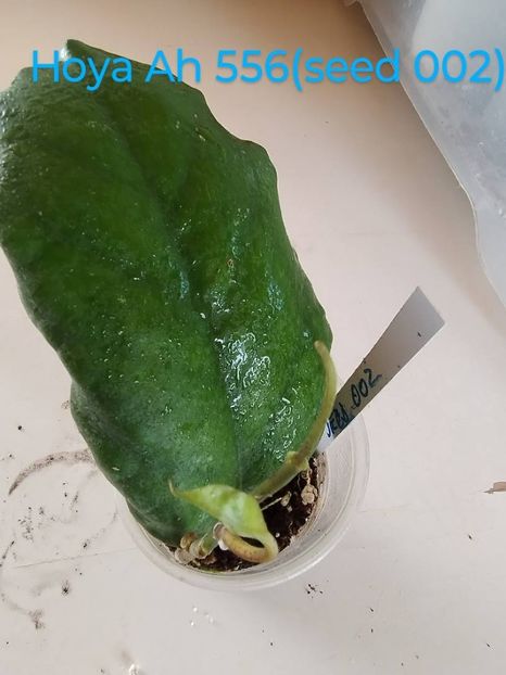8 iulie 2025 - Hoya AH 556-seed 002