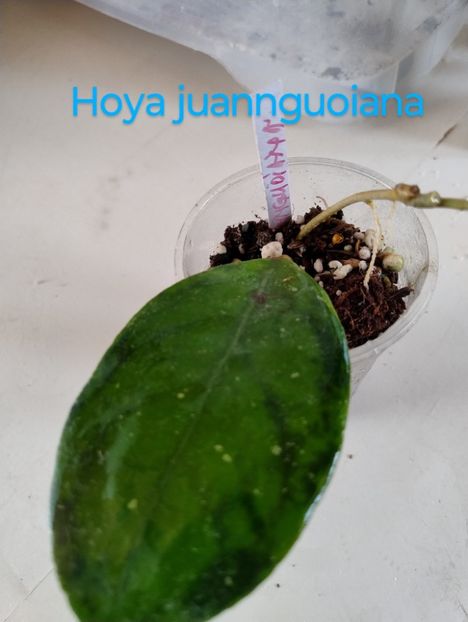 8 iulie 2025 - Hoya Juannguoiana