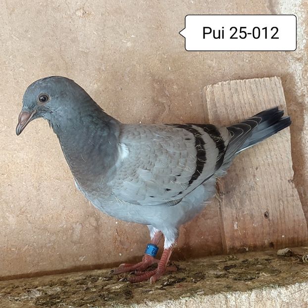 Pui 25-012 - Vanat
