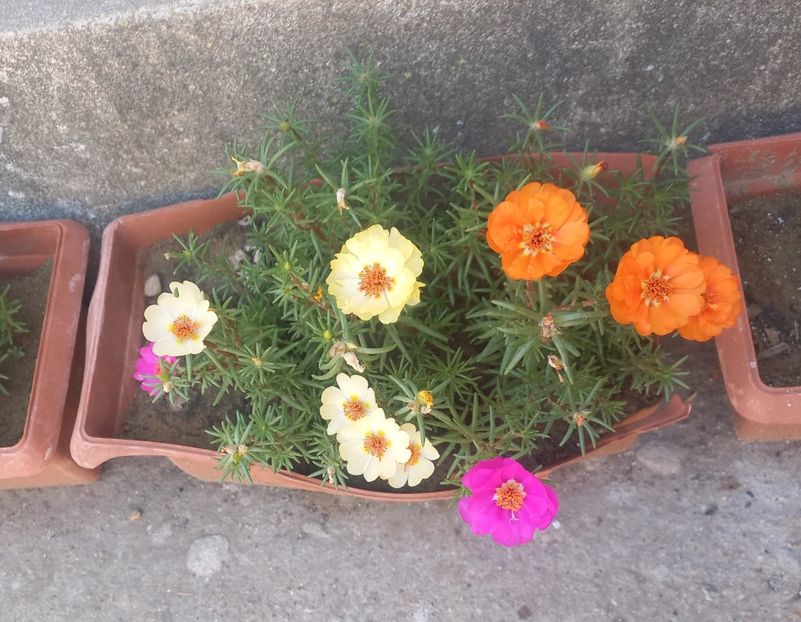 Flori de piatra - Florile mele