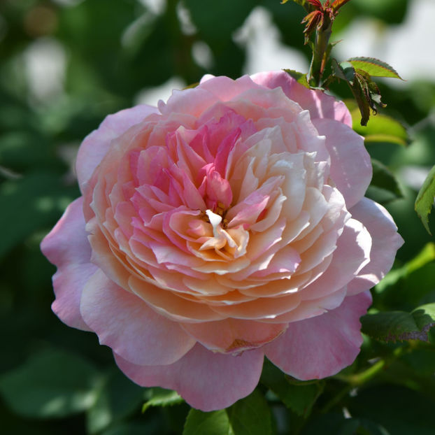 Constance (tufa) 70 lei - Album