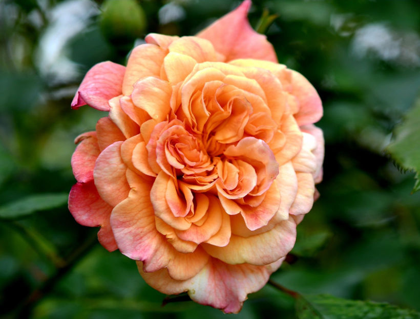 Aloha (urcator) 60 lei - Toamna 2025