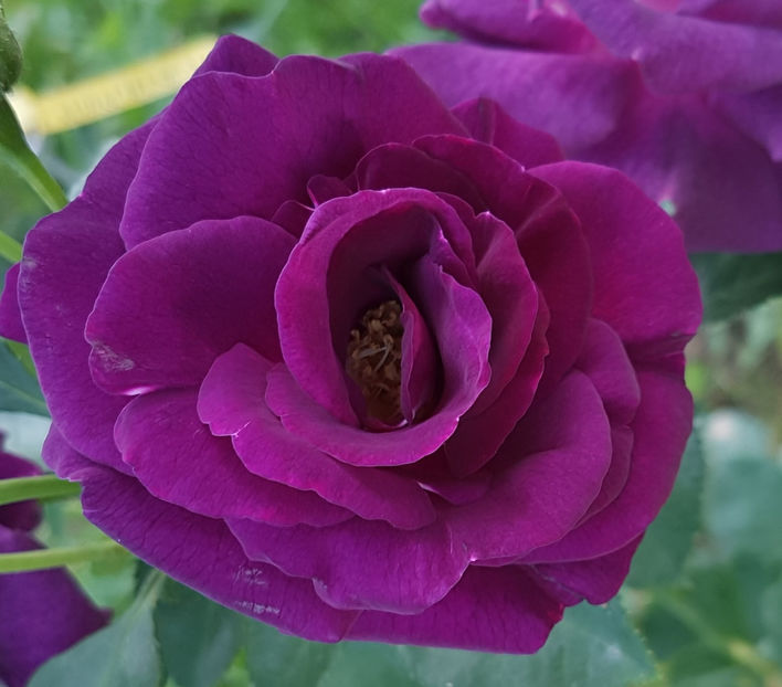 Audacieuse 21 (urcator) 60 lei - Toamna 2025