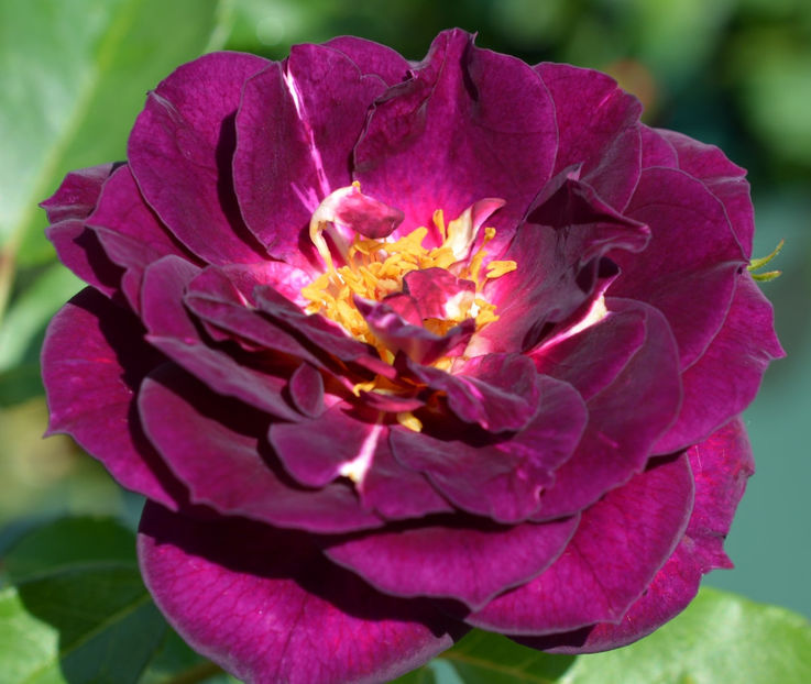 Audacieuse 21 (urcator) 60 lei - Toamna 2025