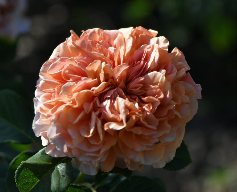 Belle DÁnjou (tufa) 50 lei - Toamna 2025