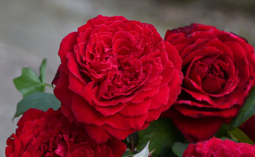 Botero (tufa) 40 lei - Toamna 2025