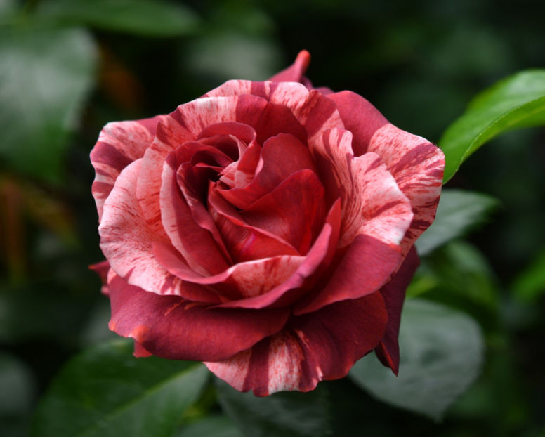 Brownie (urcator) 60 lei - Toamna 2025