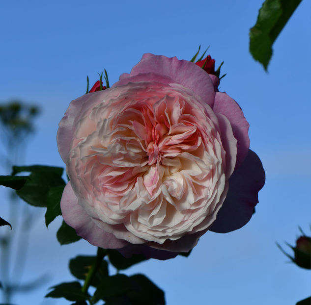 Constance (tufa) 70 lei - Album