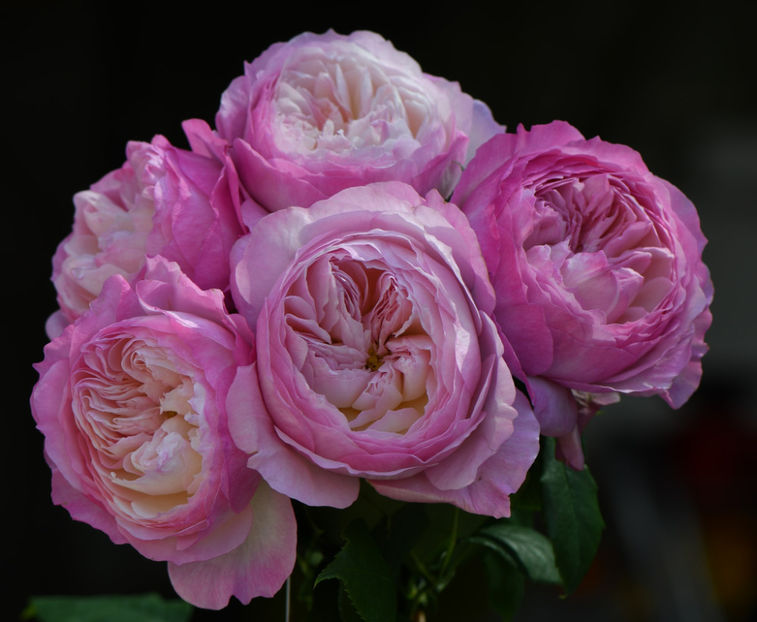 Constance - Trandafiri Pomisor