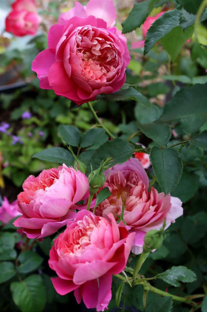 Emma Bridgewatter - Album