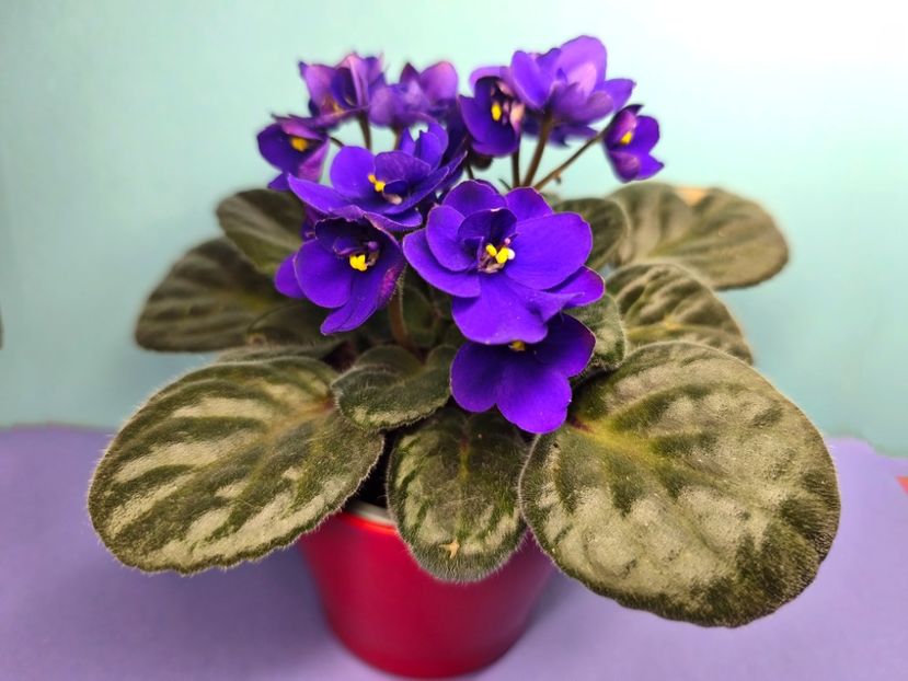  - Colectie Violete africane 2025