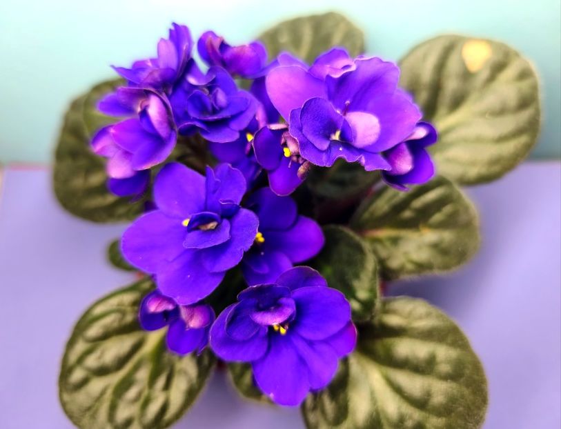  - Colectie Violete africane 2025