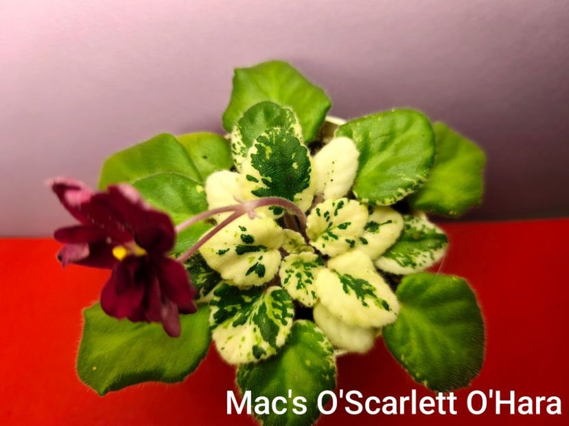  - Colectie Violete africane 2025