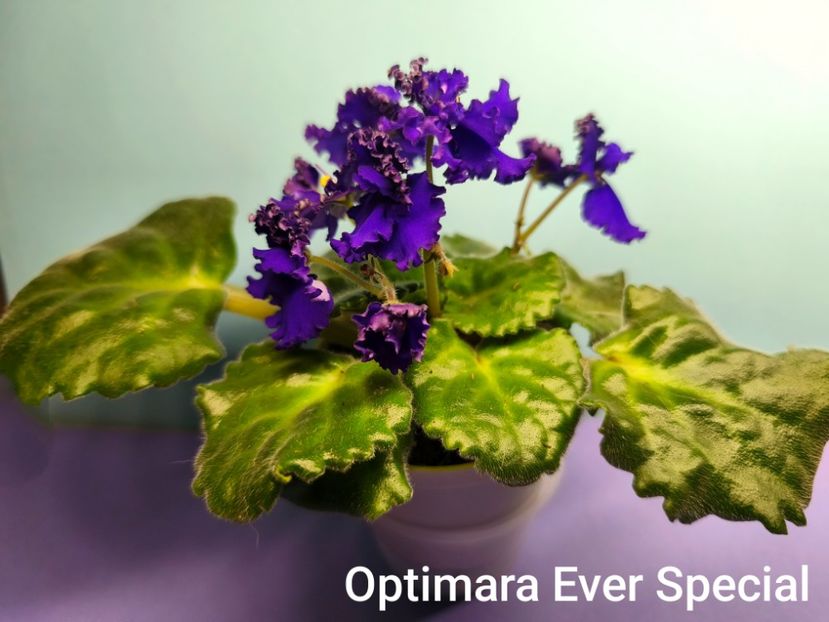  - Colectie Violete africane 2025