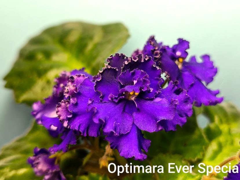  - Colectie Violete africane 2025