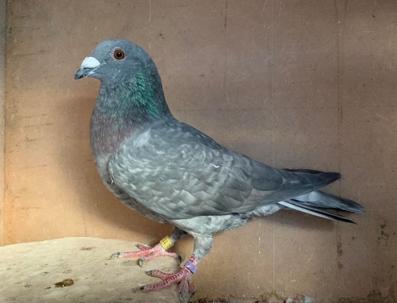  - Nu îmi aparțin 9