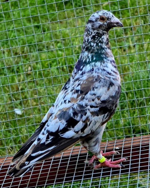  - Nu îmi aparțin 9