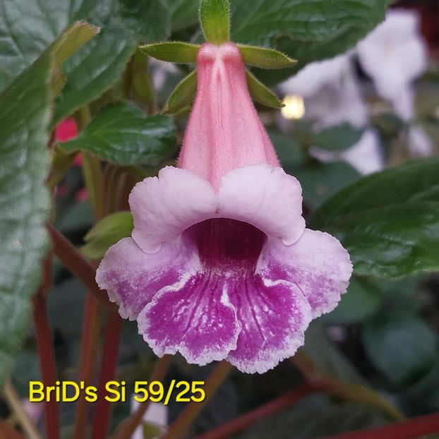 IMG-2025.07.08 - Sinningia din semințe hibrizi Dna Dietze 2025