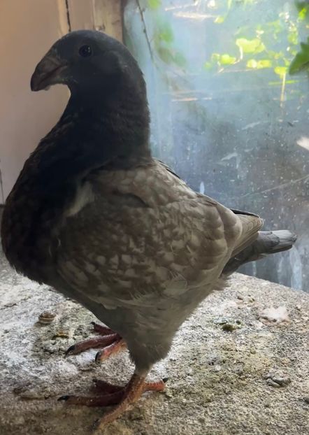 1-0 Din p6 - Pui 2025