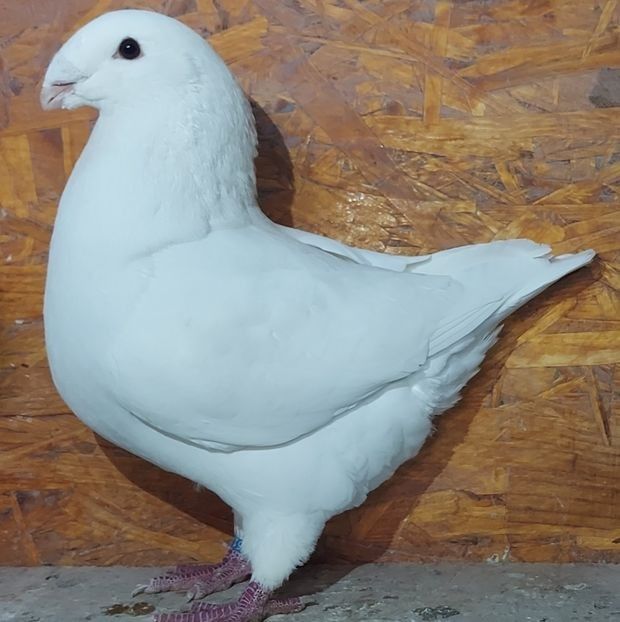 116691050 (1) - 3---AGH DAȚI 2019 - 2025