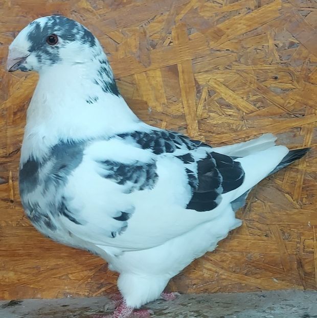 116621237 (4) - 3---AGH DAȚI 2019 - 2025