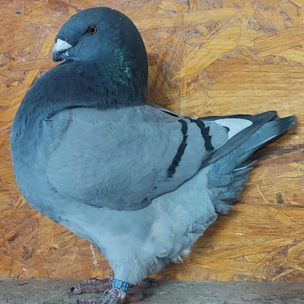 116691056 (2) - 3---AGH DAȚI 2019 - 2025