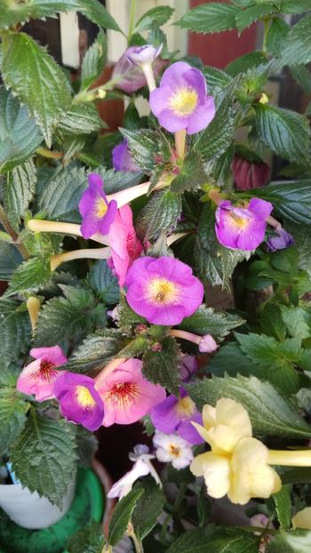 Deschisa la culoare pe canicula - 2025-BriD s Sarah Gritzan