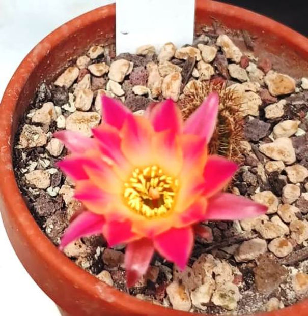 Chamaecereus hb Ladybird - Chamaecereus hb Ladybird