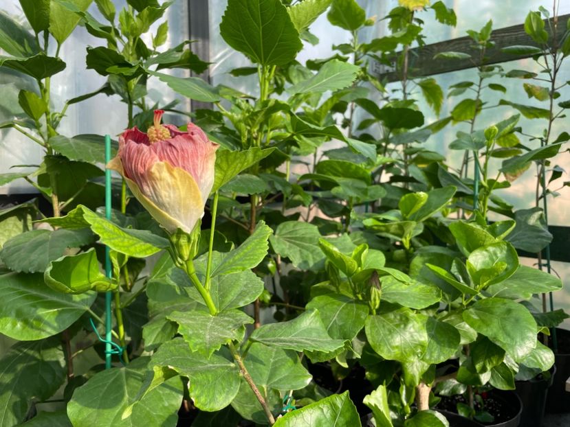  - Luv -Posog- Memories