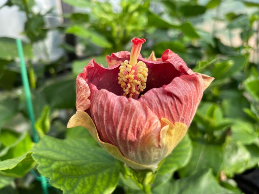  - Luv -Posog- Memories