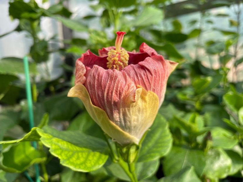  - Luv -Posog- Memories