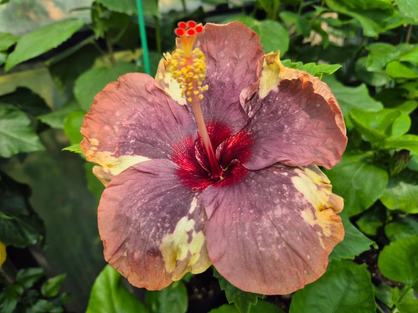 d7f3b494-05b9-40bd-b584-b36ed0297ebc - Luv -Posog- Memories