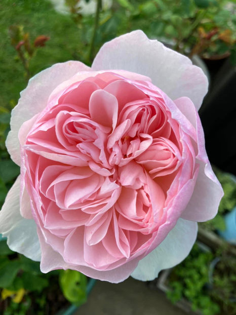 Gentle Hermione (tufa) 50 lei - Toamna 2025