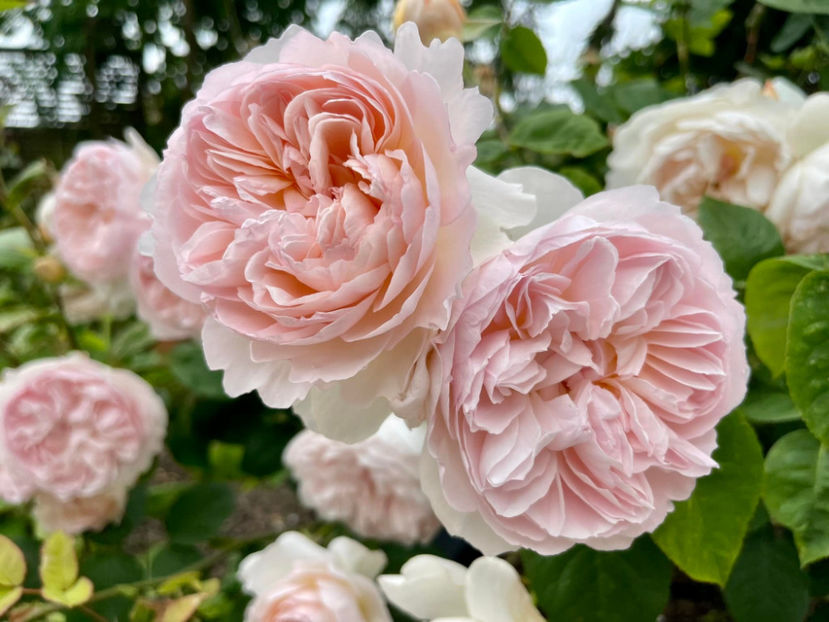 Gentle Hermione (tufa) lei - Toamna 2025