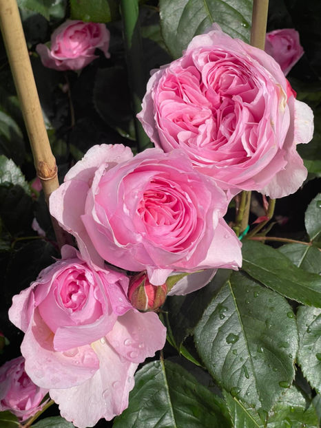 Geoff Hamilton (tufa) 60 lei - Album