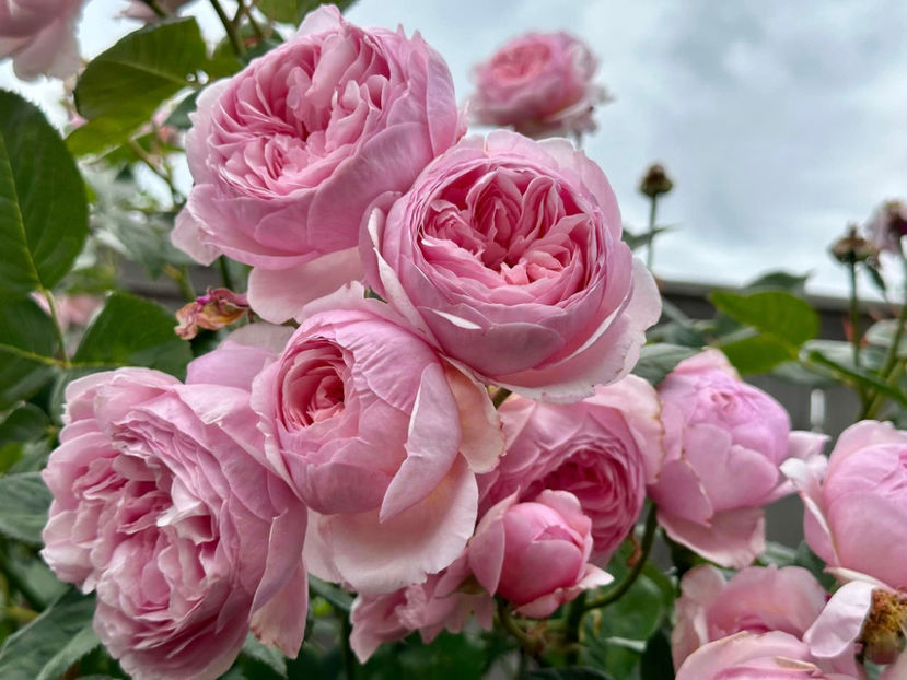 Geoff Hamilton (tufa) 60 lei - Album