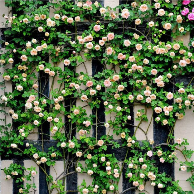 Gloire de Dijon (urcator) lei - Toamna 2025