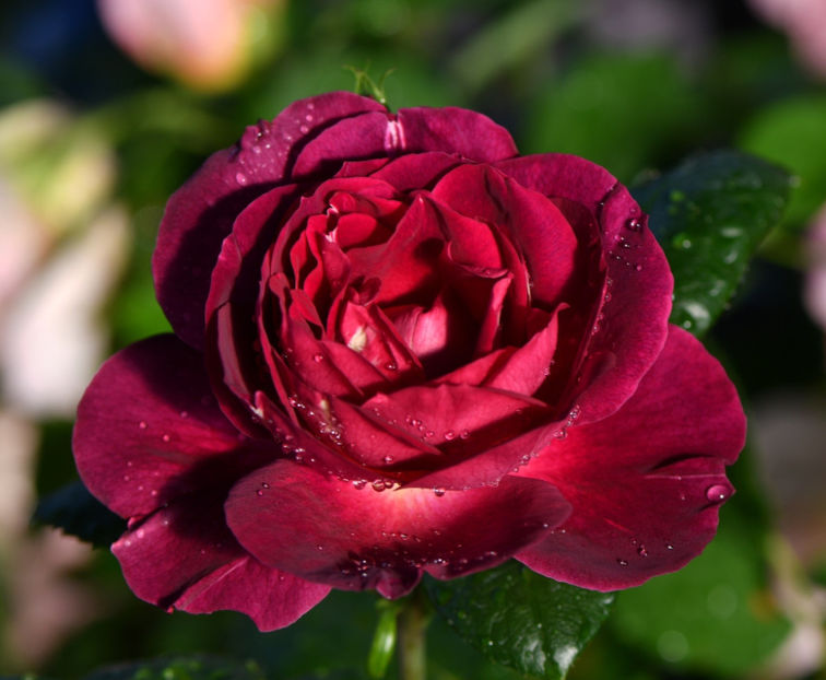 Heart Delight (tufa) 50 lei - Toamna 2025