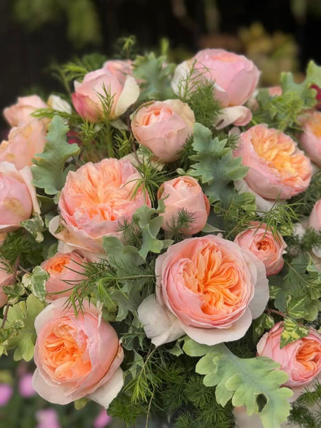 Juliet (tufa) 70 lei - Album