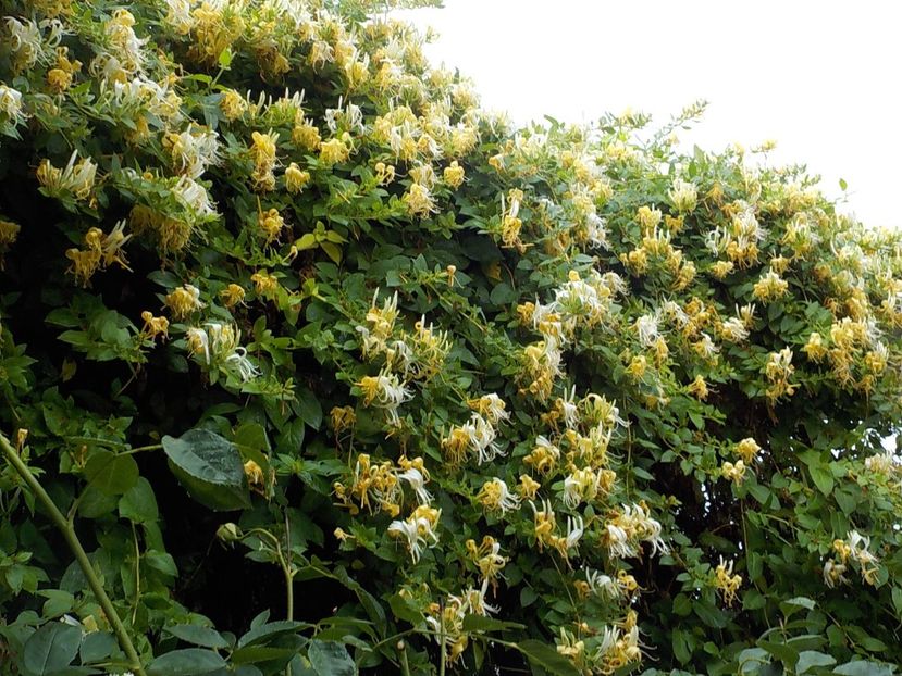  - lonicera