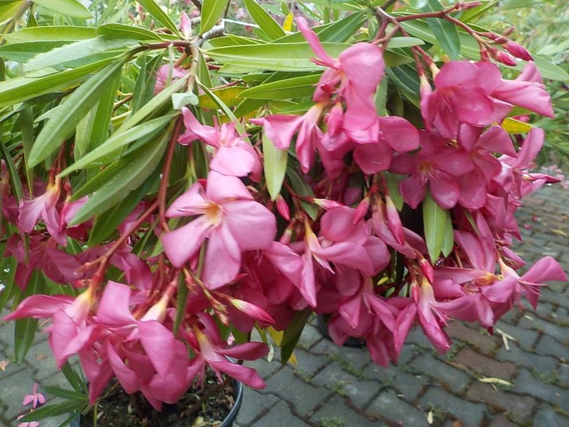  - maresciallo graziani nr 79