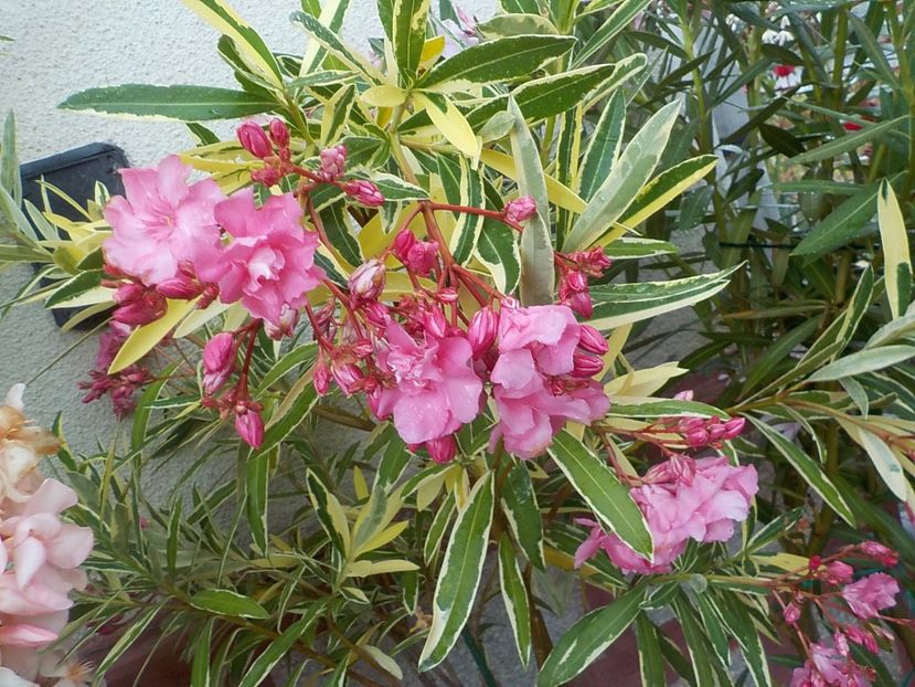  - variegat nr 24