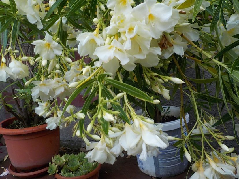  - mont blanc leandru nr 22