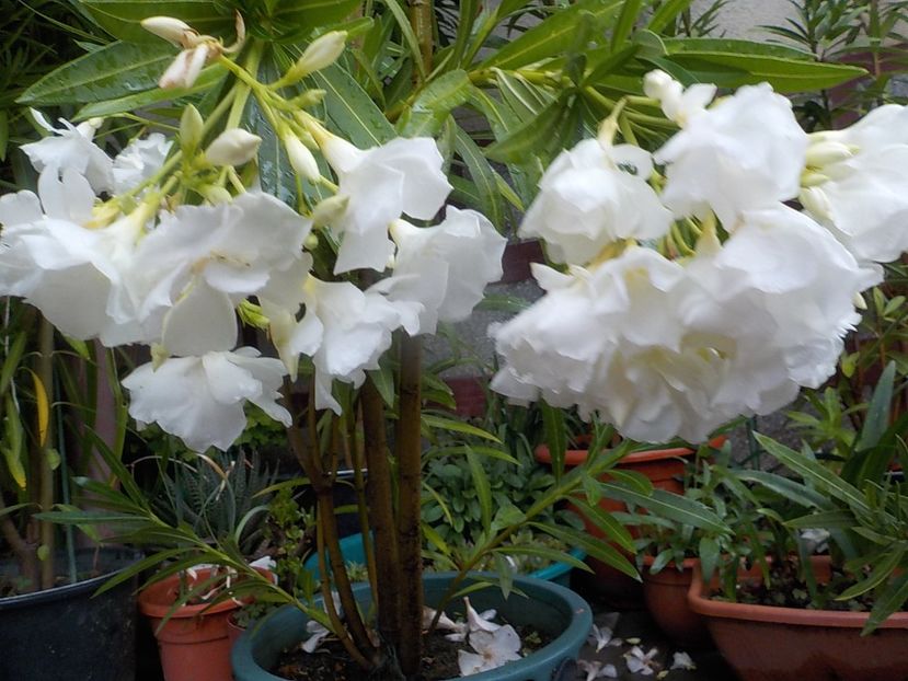  - mont blanc leandru nr 22