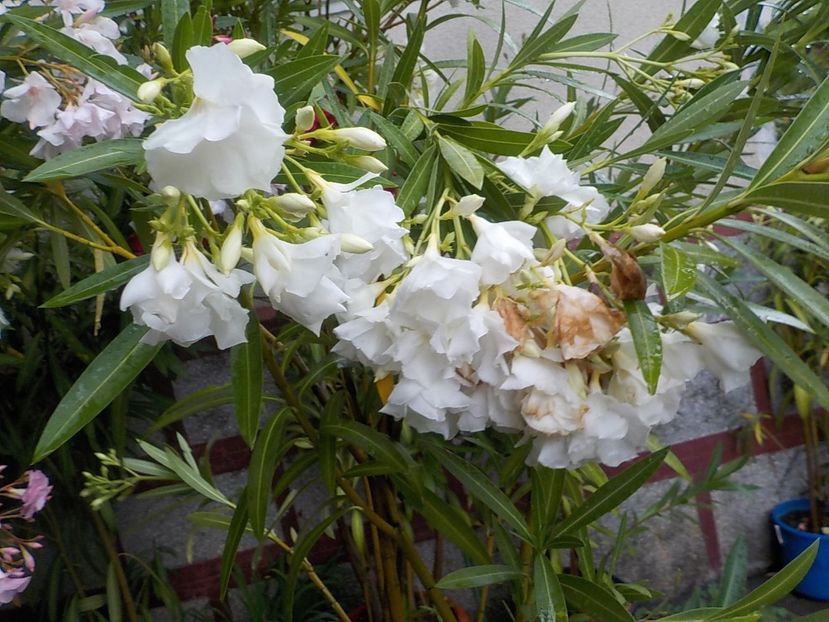  - mont blanc leandru nr 22